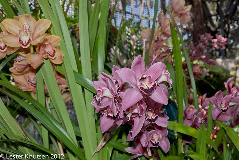 LesterKnutsen SanDiego 2012 DSC6012