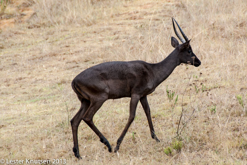 LesterKnutsen SouthAfrica 2013 DSC2609