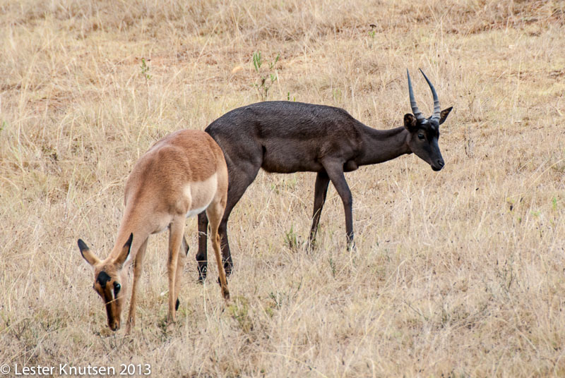 LesterKnutsen SouthAfrica 2013 DSC2611