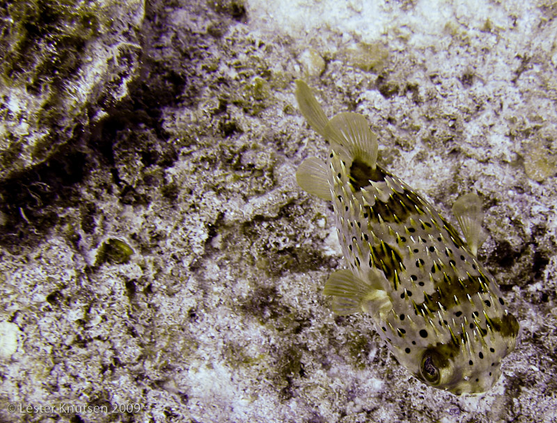 LesterKnutsen Turks Caicos IMG 2065