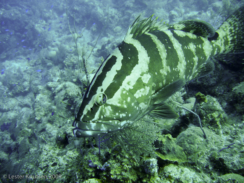 LesterKnutsen Turks Caicos IMG 2144