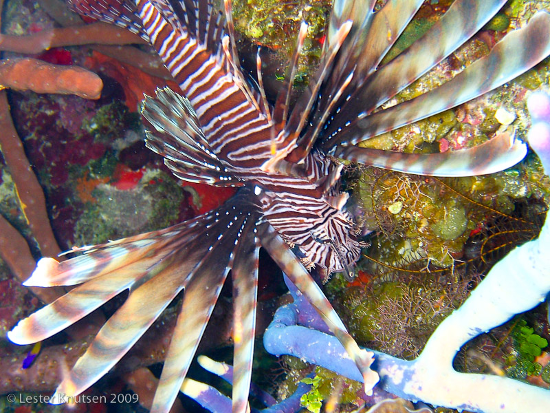 LesterKnutsen Turks Caicos IMG 2150