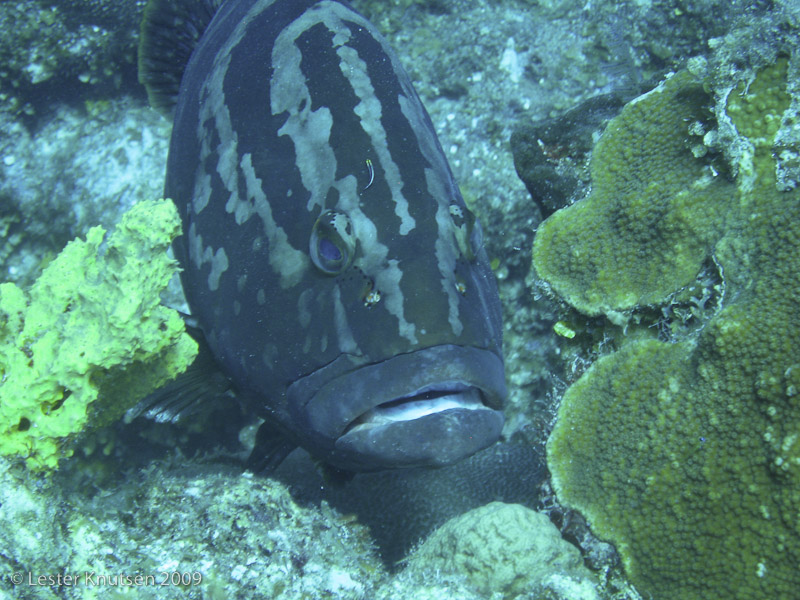 LesterKnutsen Turks Caicos IMG 2229