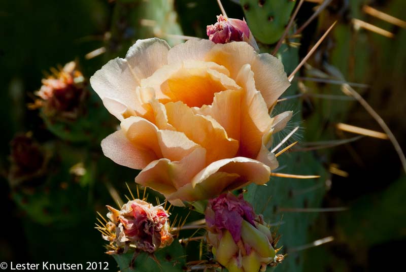 LesterKnutsen Tuson 2012 DSC6386