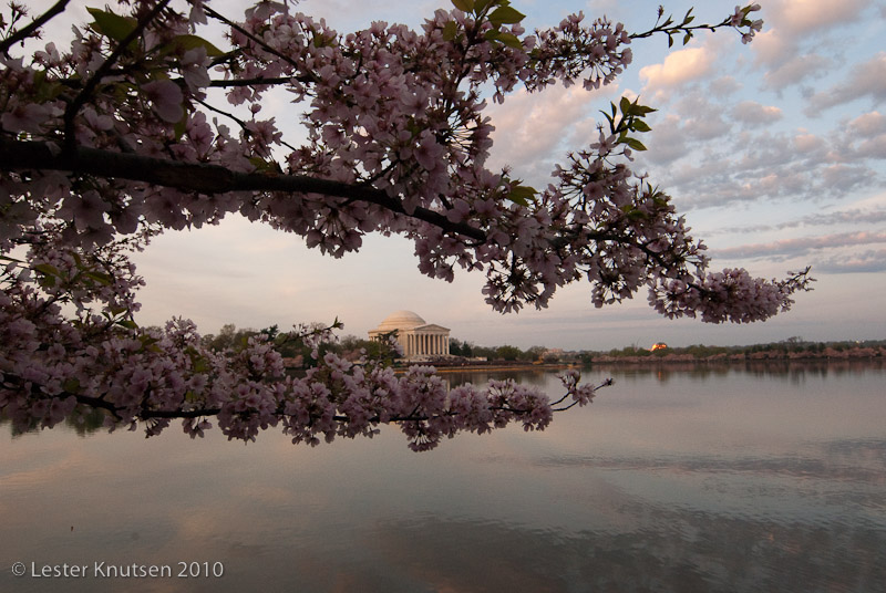 LesterKnutsen DC Cherry Blossom 2010 DSC 0799