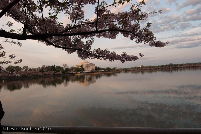 LesterKnutsen DC Cherry Blossom 2010 DSC 0800