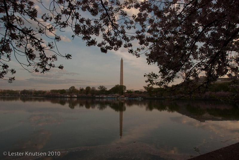 LesterKnutsen DC Cherry Blossom 2010 DSC 0845