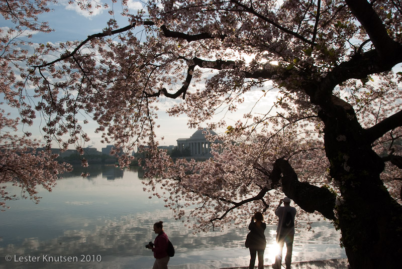 LesterKnutsen DC Cherry Blossom 2010 DSC 0922