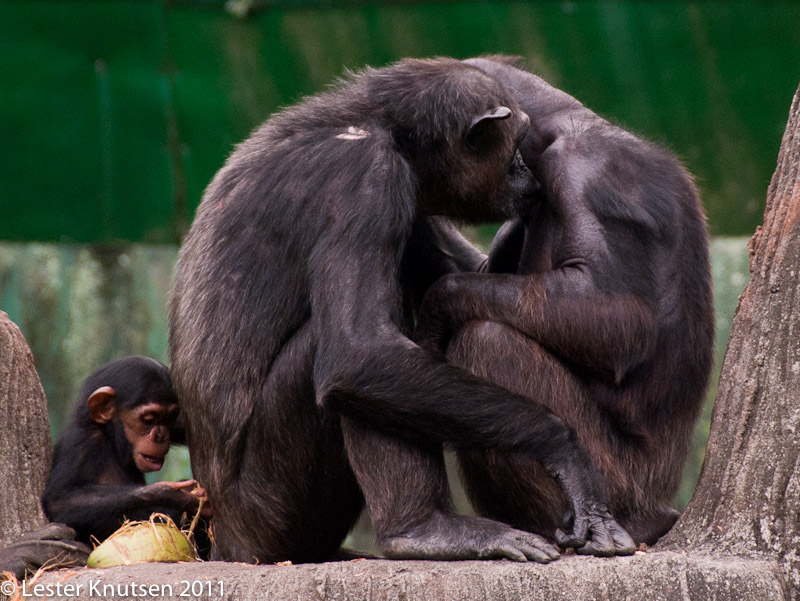 LesterKnutsen Taiping Zoo 2011-DSC 0539