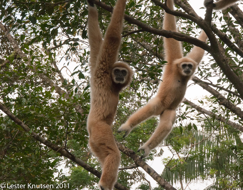 LesterKnutsen Taiping Zoo 2011-DSC 0546