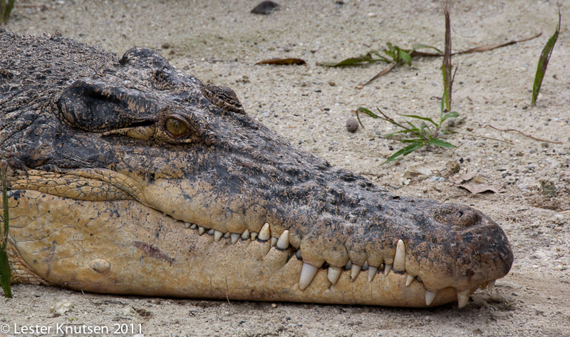 LesterKnutsen Taiping Zoo 2011-DSC 0552