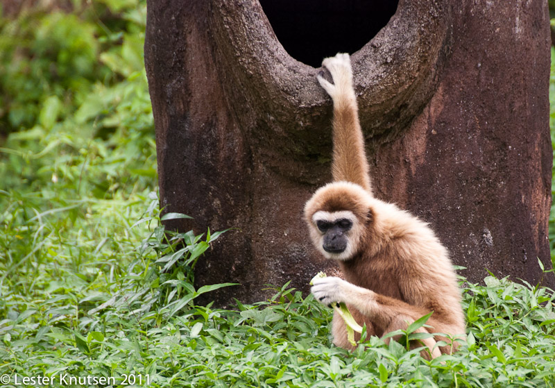 LesterKnutsen Taiping Zoo 2011-DSC 0549