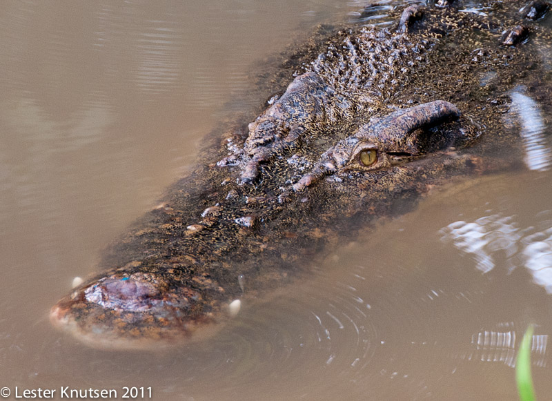 LesterKnutsen Taiping Zoo 2011-DSC 0554