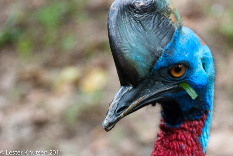 LesterKnutsen Taiping Zoo 2011-DSC 0586