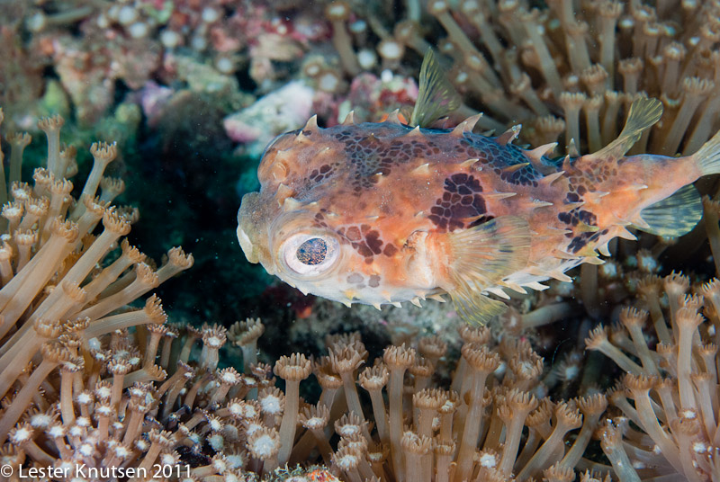 LesterKnutsen Lembeh 2011-DSC 6945