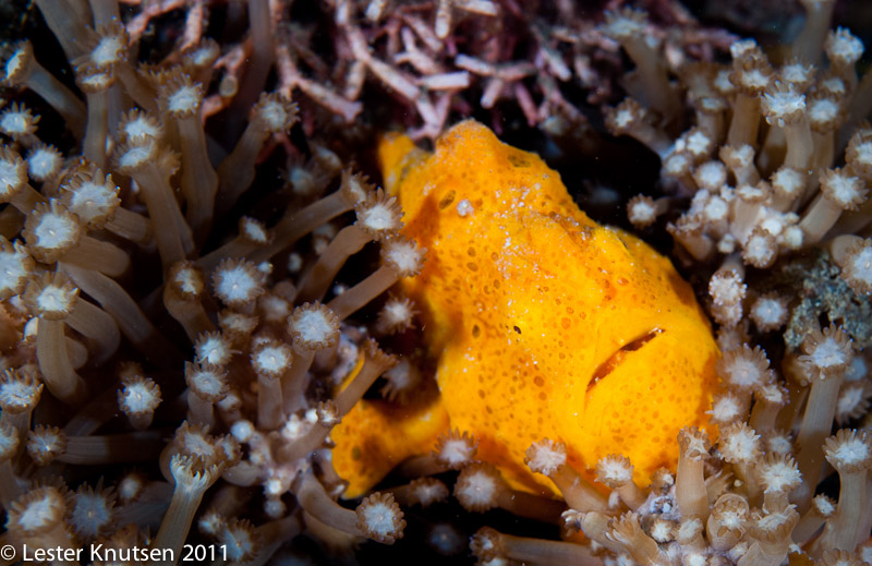 LesterKnutsen Lembeh 2011-DSC 6937