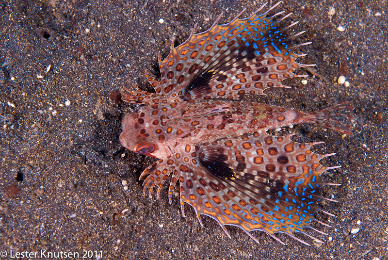 LesterKnutsen Lembeh 2011-DSC 6893