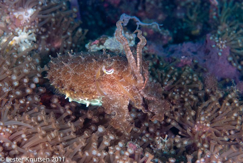 LesterKnutsen Lembeh 2011-DSC 6948