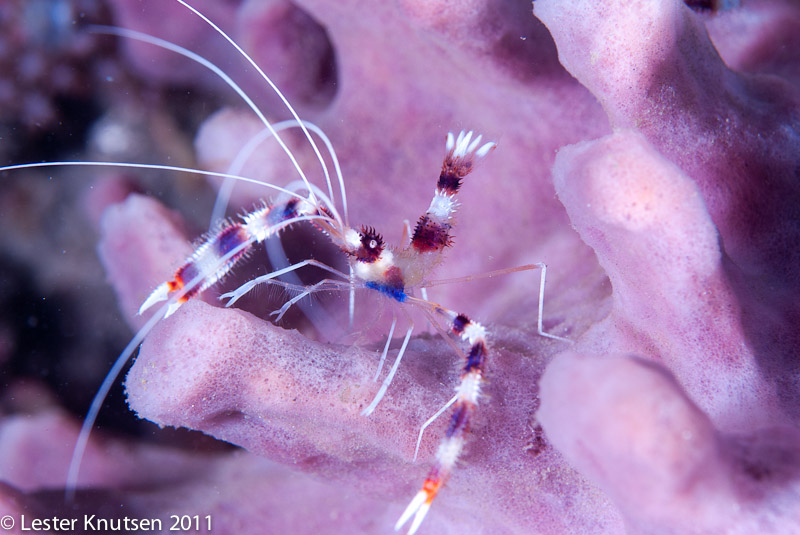 LesterKnutsen Lembeh 2011-DSC 6970