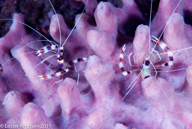 LesterKnutsen Lembeh 2011-DSC 6977