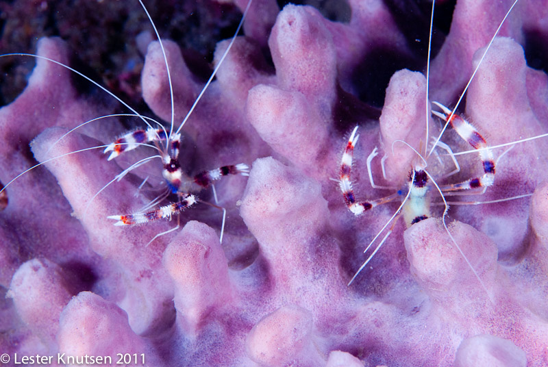 LesterKnutsen Lembeh 2011-DSC 6977