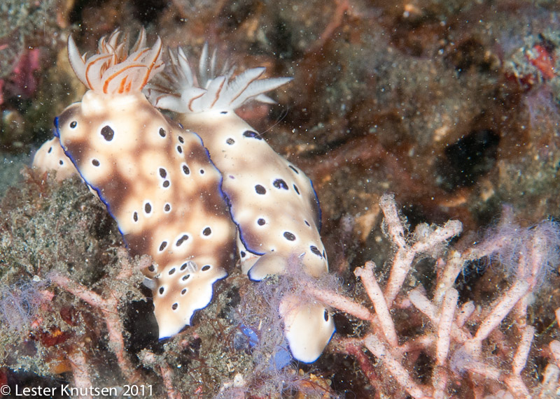 LesterKnutsen Lembeh 2011-DSC 6979