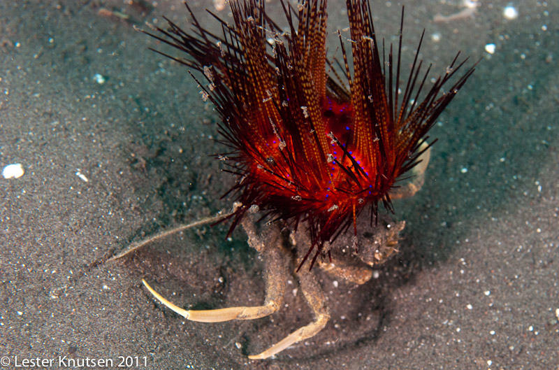 LesterKnutsen Lembeh 2011-DSC 7002