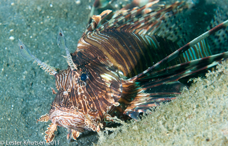 LesterKnutsen Lembeh 2011-DSC 7046