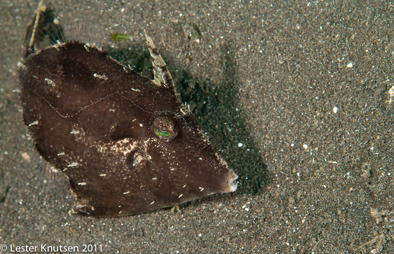 LesterKnutsen Lembeh 2011-DSC 7077