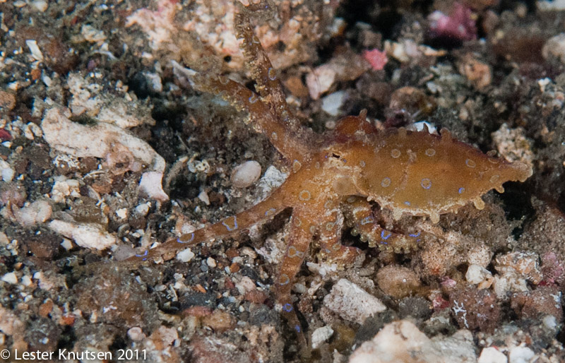 LesterKnutsen Lembeh 2011-DSC 7117