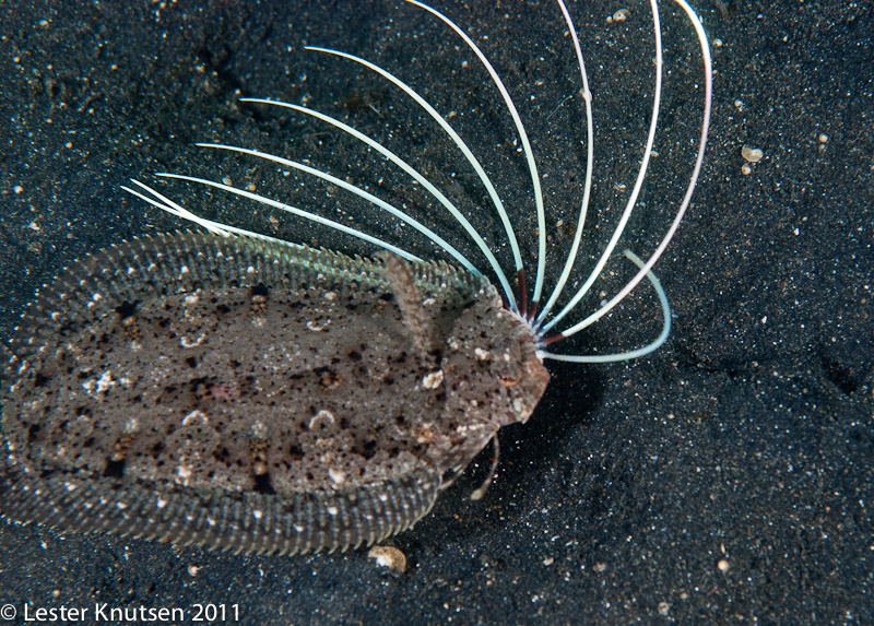 LesterKnutsen Lembeh 2011-DSC 8732